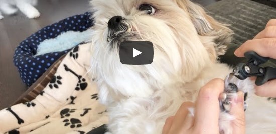 PetGroooming – Shih Tzu Puppy First Time at Grooming Salon
