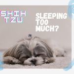 shih tzu sleeping to much