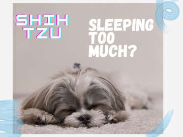 shih tzu sleeping to much