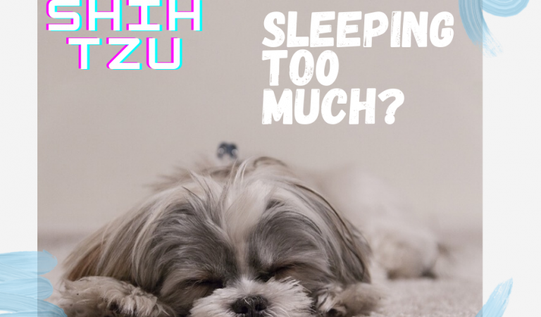 Is My Shih Tzu Sleeping Too Much