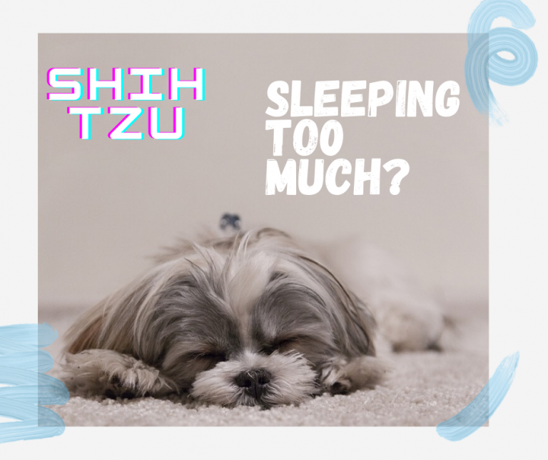 shih tzu sleeping to much