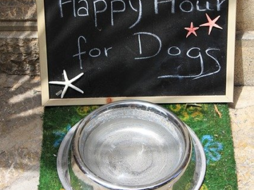 Dog Food Happy Hour