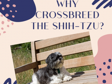 Why Crossbreed the Shih-Tzu?