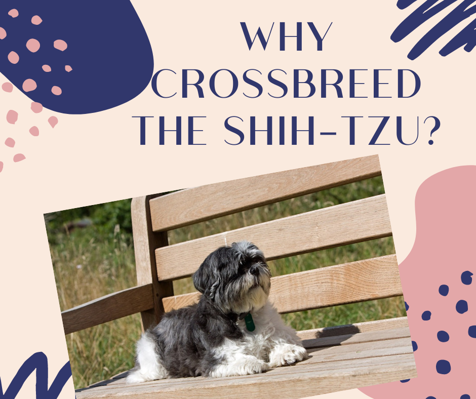 Why Crossbreed the Shih-Tzu?
