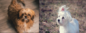 Natural Temperaments of Shih Tzu Compared to Maltese Dogs