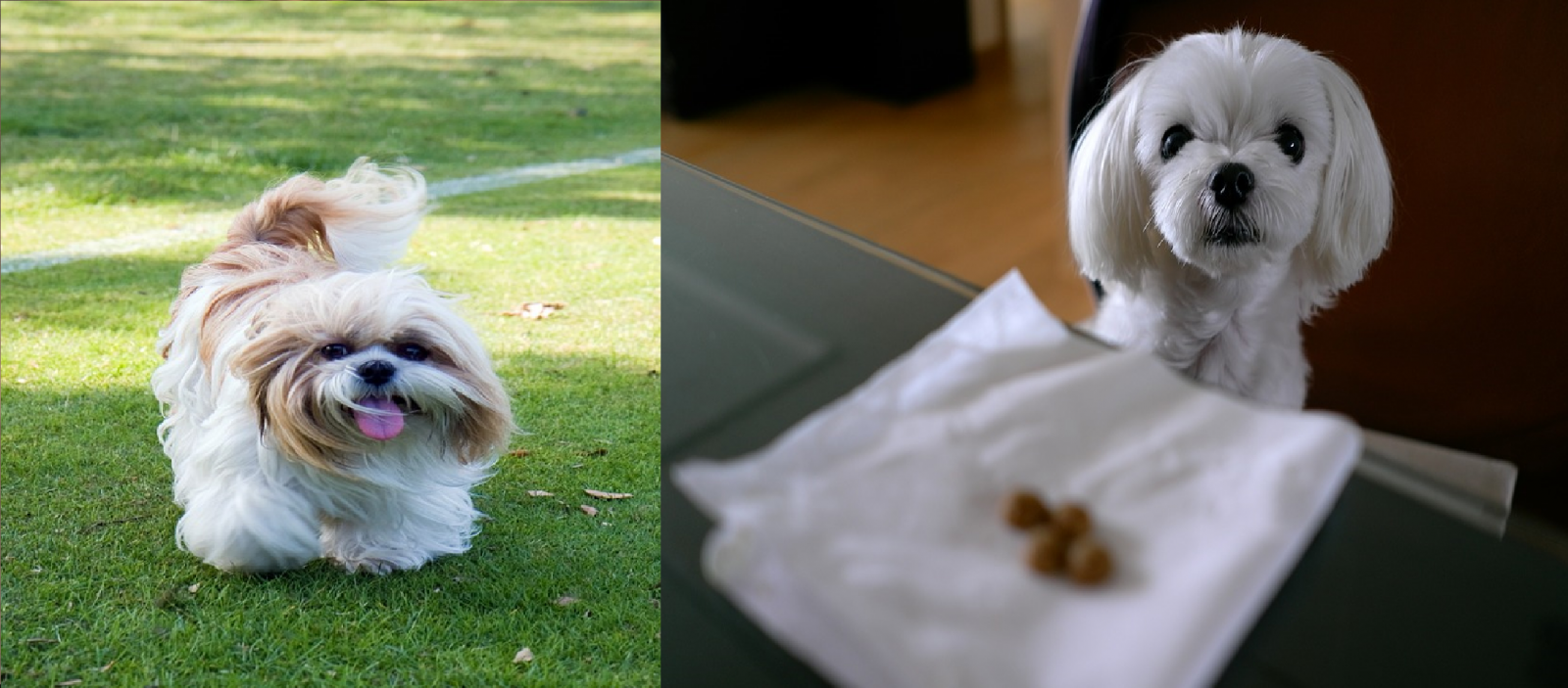 Shih Tzu Compared To Maltese