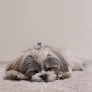 Is My Shih Tzu Sleeping Too Much