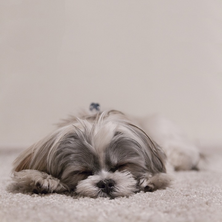 Is My Shih Tzu Sleeping Too Much - Shih Tzu Buzz