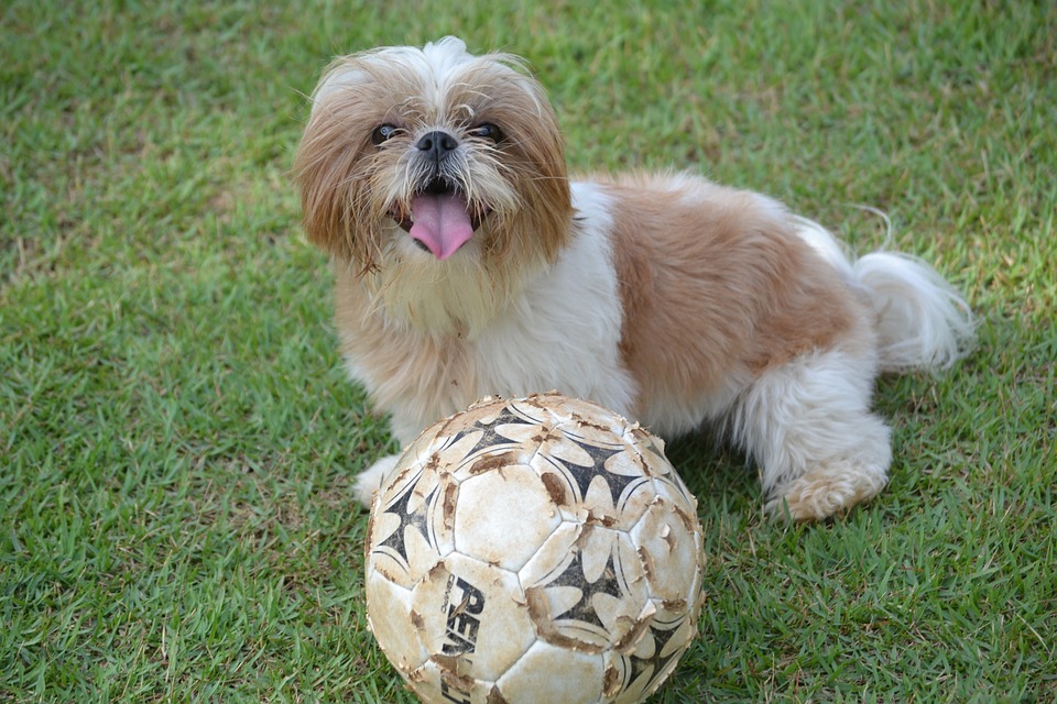 Cute Dog Mixes with Shih Tzu