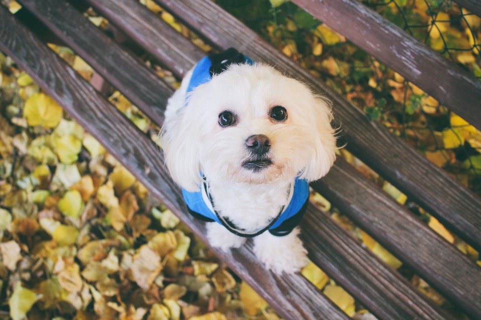 Natural Temperaments of Shih Tzu Compared to Maltese Dogs