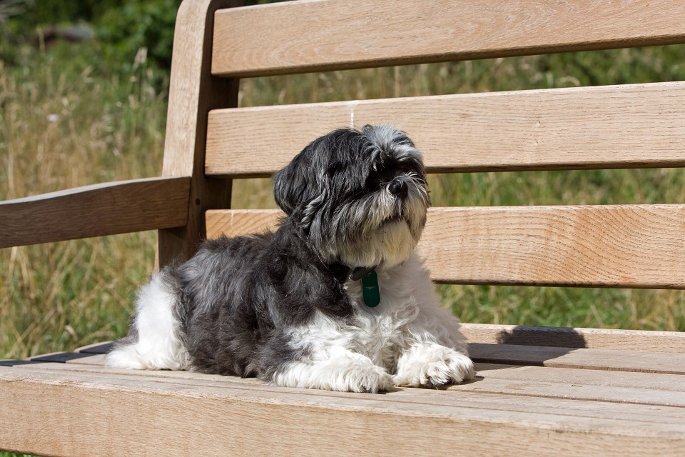 Cute Dog Mixes with Shih Tzu Sitting