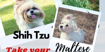 Maltese and shih tzu