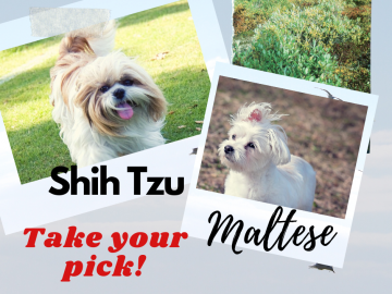 Maltese and shih tzu