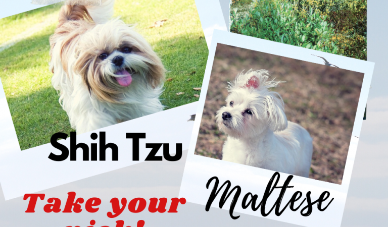 Natural Temperaments of Shih Tzu Compared to Maltese Dogs