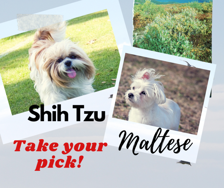 Maltese and shih tzu