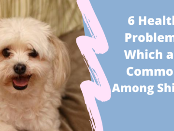 6 Health Problems Which are Common Among Shi Tzu