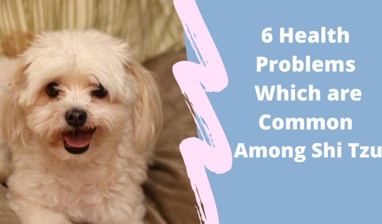 6 health problems which are common among Shi Tzu