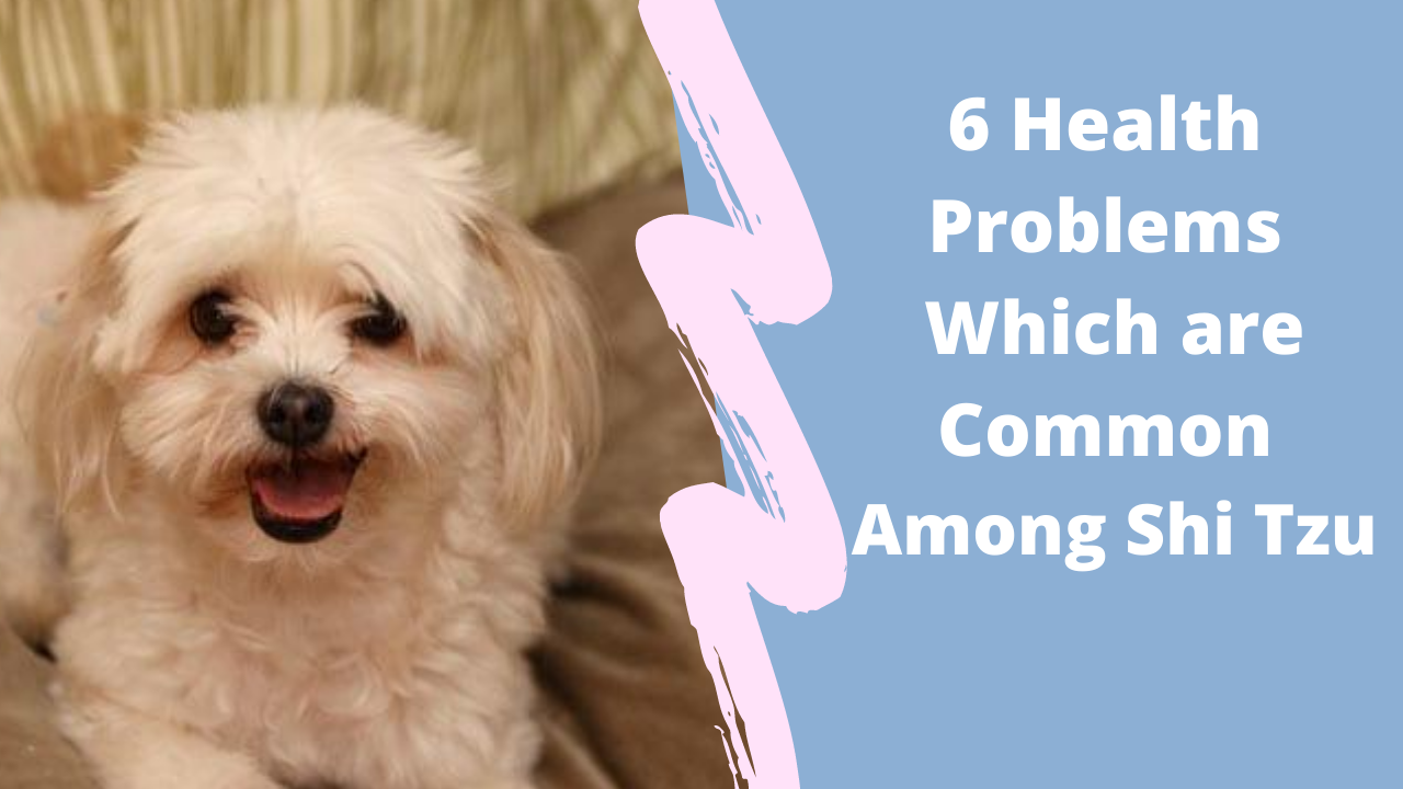 6 Health Problems Which are Common Among Shi Tzu