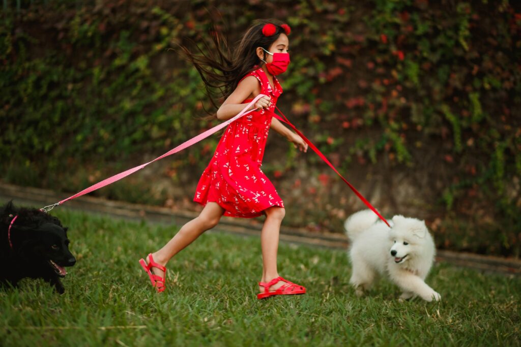 Shih Tzu | Breed Judging