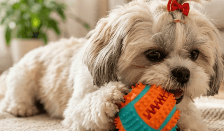 5 Best Things to Know About Separation Anxiety in Shih Tzus: Symptoms, Causes, and Treatment