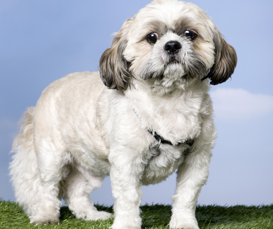 Dental Disease in Shih Tzus