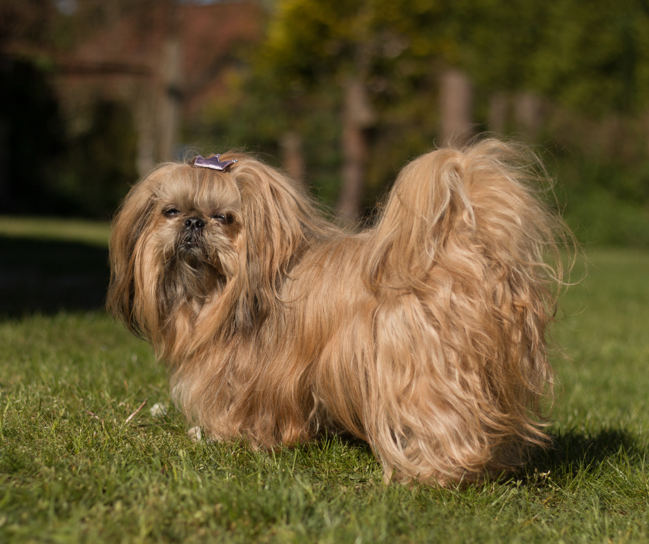 Stop Shih Tzu Dogs from Biting