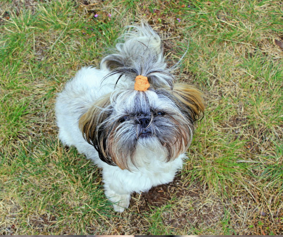 How to Potty Train Your Shih Tzu Puppy