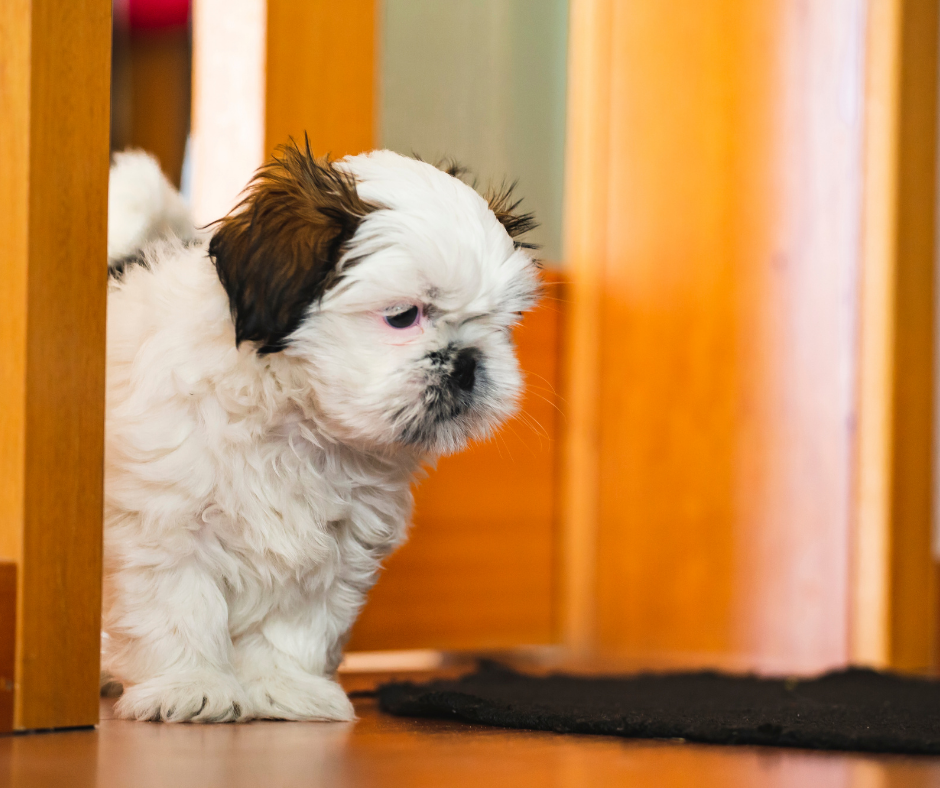 Separation Anxiety in Shih Tzus