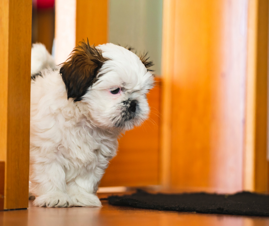 5 Best Things to Know About Separation Anxiety in Shih Tzus: Symptoms