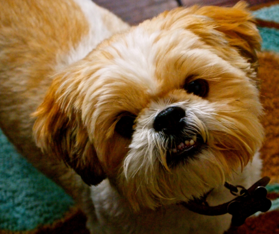 Dental Disease in Shih Tzus: 3 Best Ways to Treat and Prevent - Shih ...