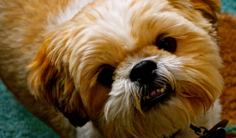 Dental Disease in Shih Tzus: 3 Best Ways to Treat and Prevent