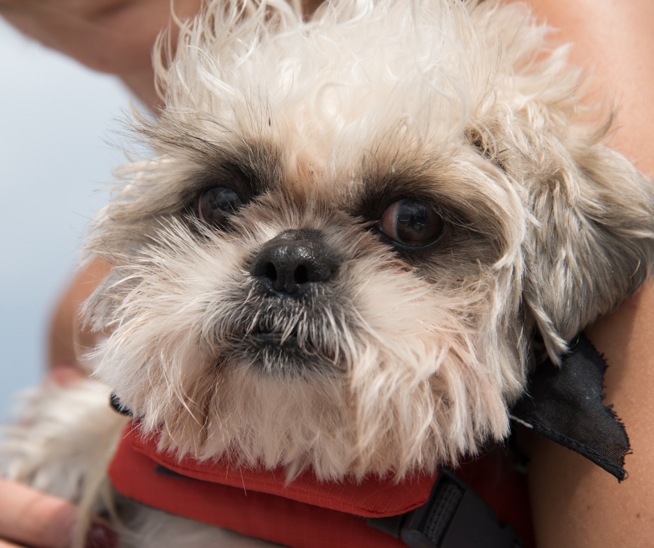 aggressive shih tzu