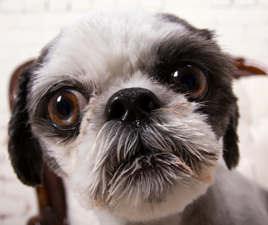 Dog Gum Disease -Dental Disease in Shih Tzus 