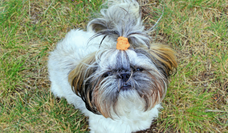 3 Best Ways to Stop Shih Tzu Dogs from Biting