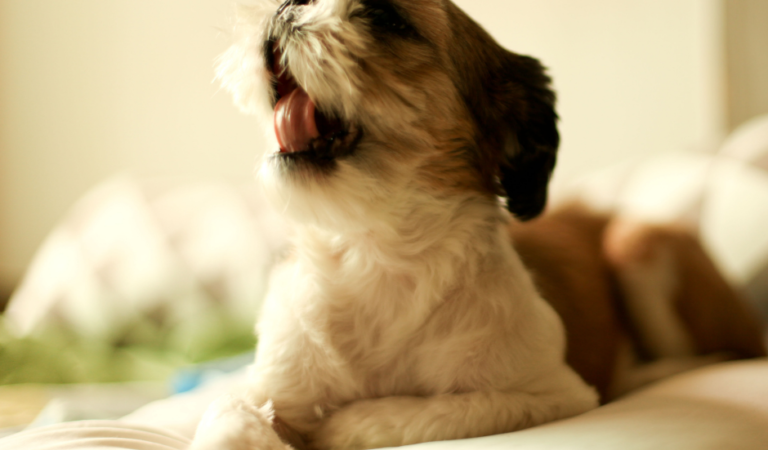 How to Potty Train Your Shih Tzu Puppy in 4 Easy Steps