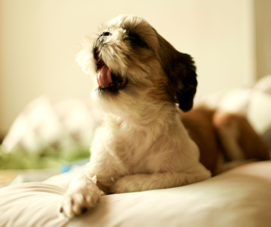 How to Potty Train Your Shih Tzu Puppy - feed back