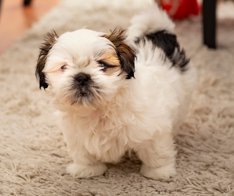 5 Best Things to Know About Separation Anxiety in Shih Tzus: Symptoms