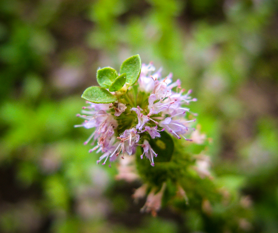 Natural Ways to Prevent Fleas - Pennyroyal herb