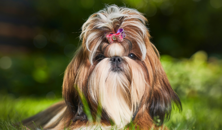 Shih Tzu Heat Cycle: 5 Important Things to Know