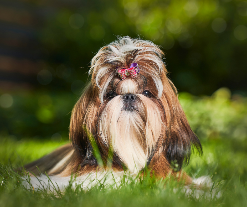 how can i tell if my shih tzu is pregnant