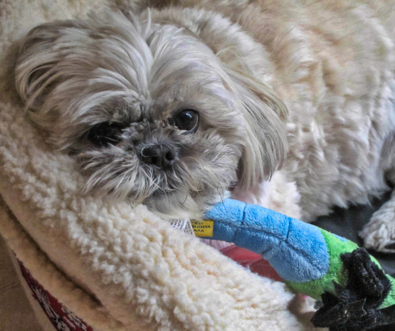 Sturdiness -Best Bed for Your Shih Tzu