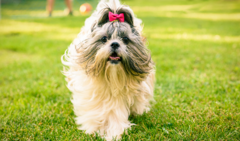 The 7 Best Haircuts For Shih Tzus