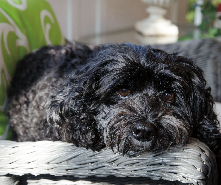 how often do shih tzus go in heat