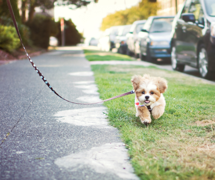 Dog Leash