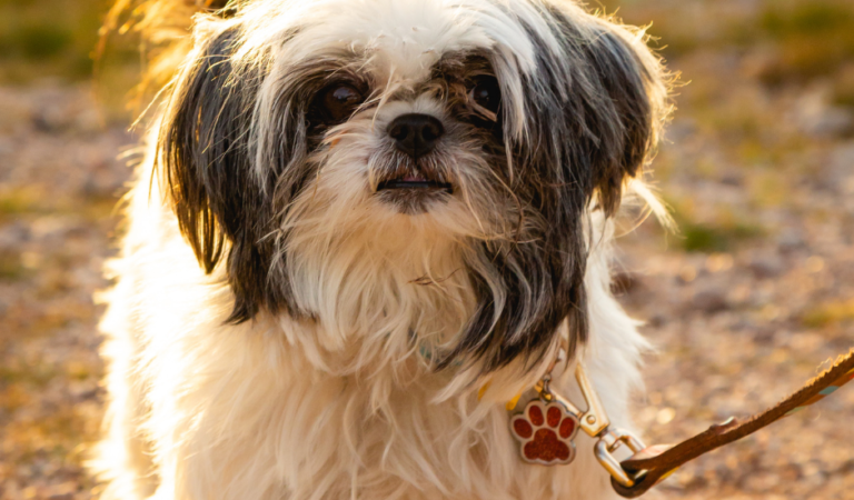 Different Kinds of Dog Leash for Easy Breezy Walks with Your Shih Tzu