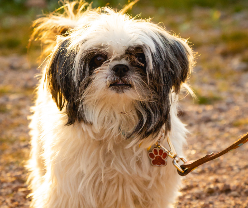 Shitzu Dog leash 