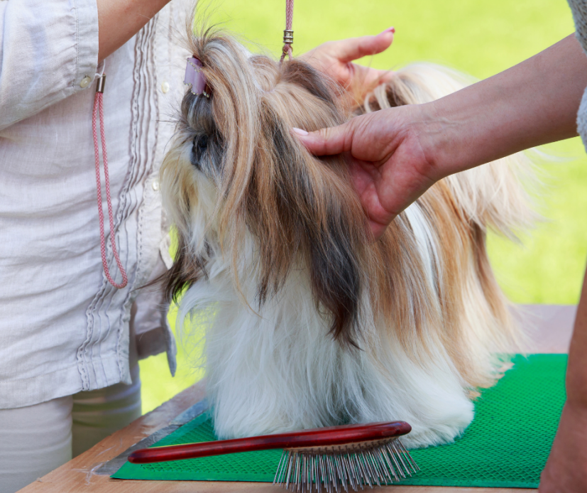 Grooming your Shih Tzu 