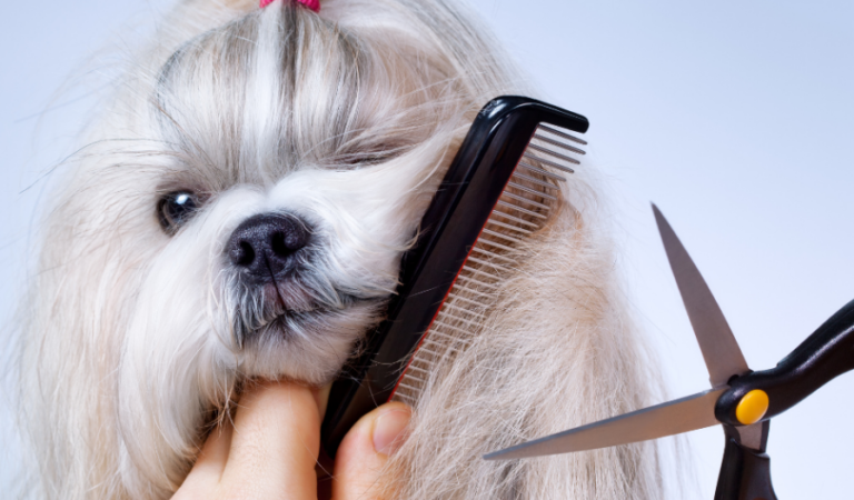 Tips for Effectively Grooming Your Shih Tzu at Home