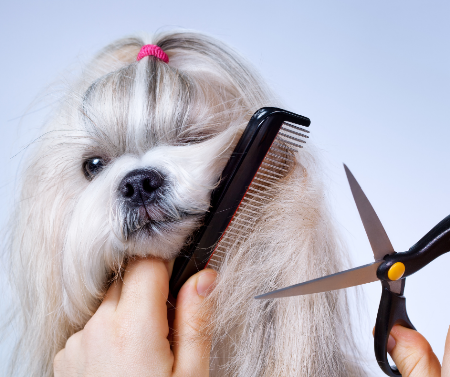 Grooming Your Shih Tzu more