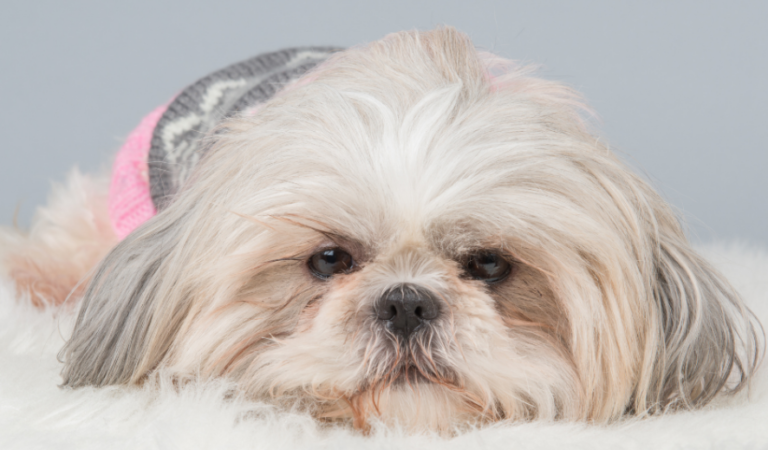 How to Choose the Best Bed for Your Shih Tzu